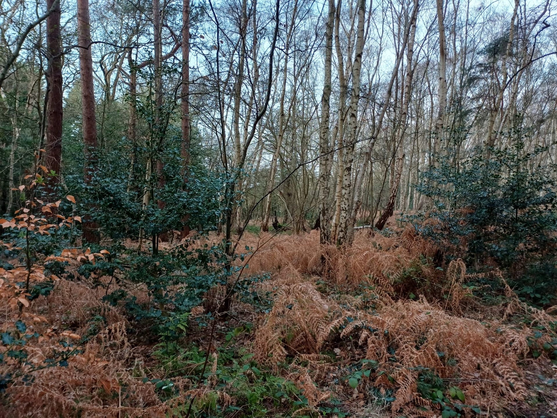 A view from Horsell Common